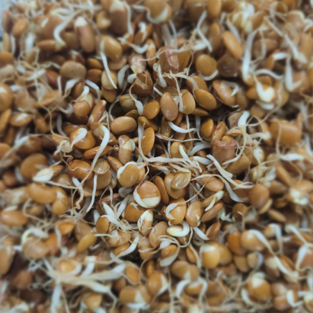Horsegram Sprouts