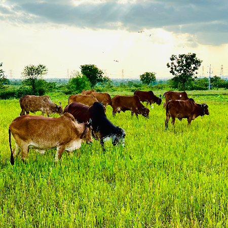 Desi Cow A2 Milk 1 Ltr - Trial Pack - OneTime Experience