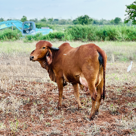 Desi Cow A2 Milk 1 Ltr - Trial Pack - OneTime Experience