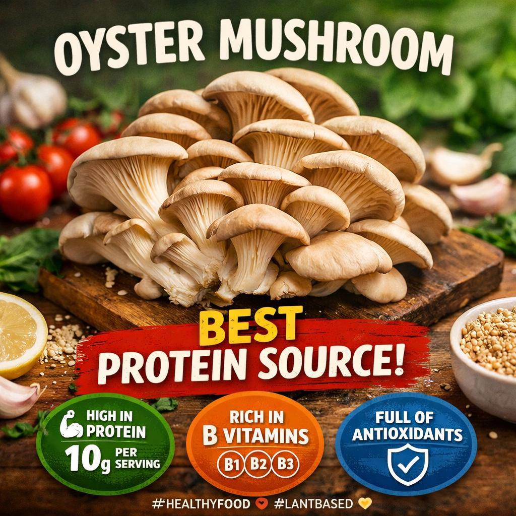 Oyster Mushroom