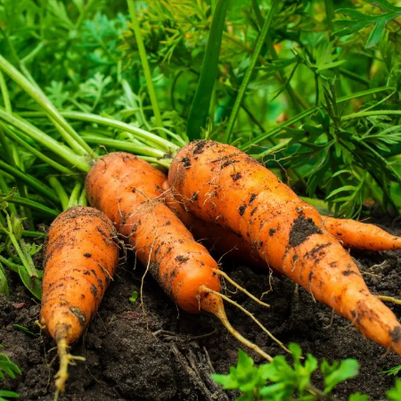 Carrot - Natural (Locally Grown)