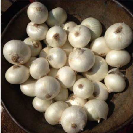 White Onion - Natural