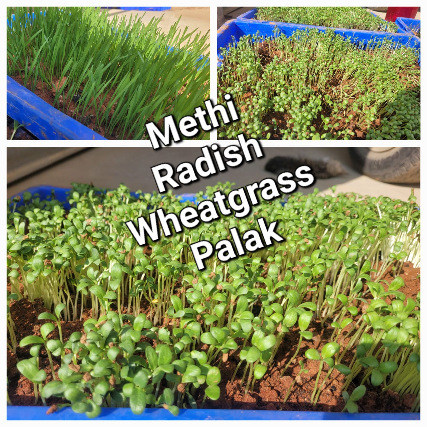 Micro Greens - (Grown in Soil) (DISCOUNTED)