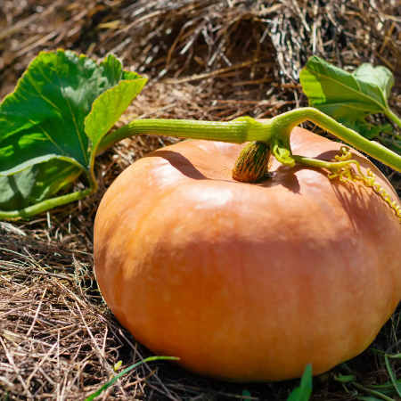 Pumpkin Disco- Natural (Weekly)