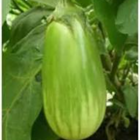 Bottle Brinjal Green - Natural (Weekly)