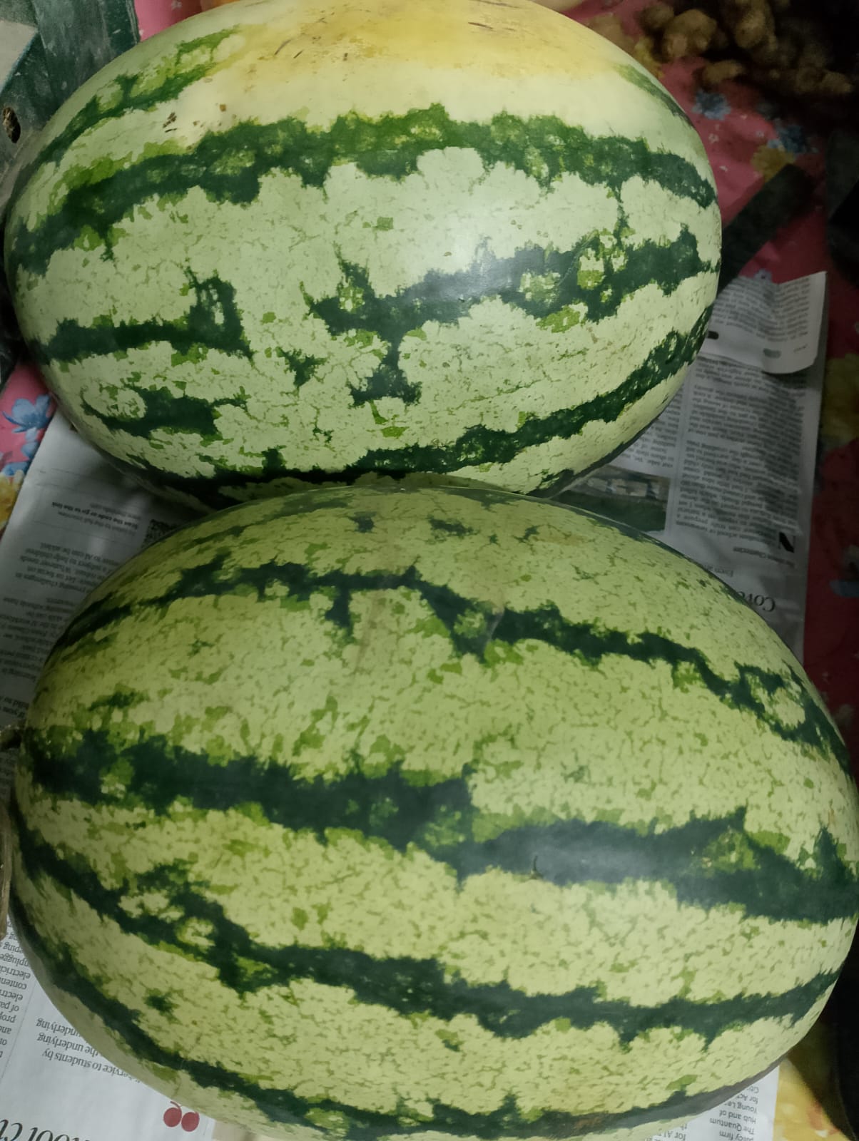 Watermelon (4.5 to 5 kg) - Namdari (Weekly)