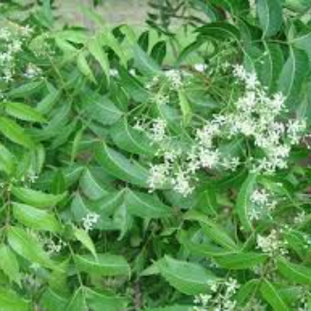 Neem Leaves