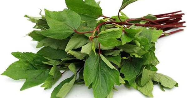 Gongura (Red)