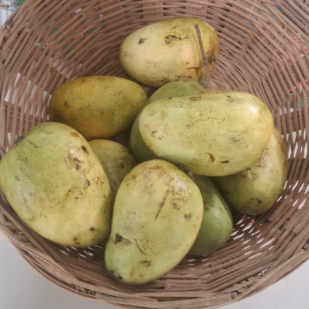 Chausa mango - Natural