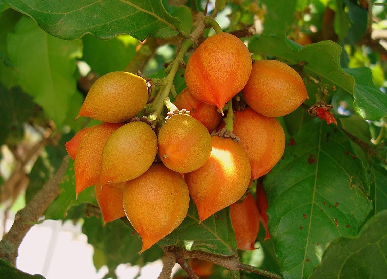 Peanut Butter Fruit (Bunchosia argentea)  
