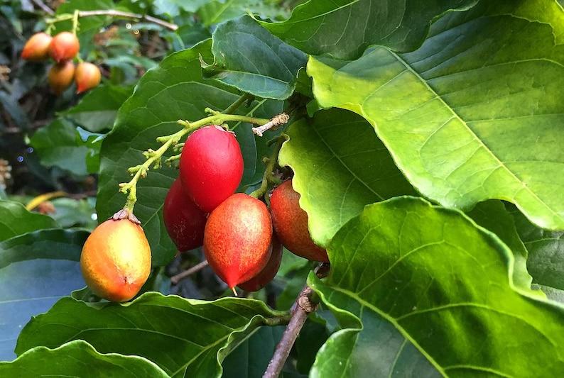 Peanut Butter Fruit (Bunchosia argentea)  