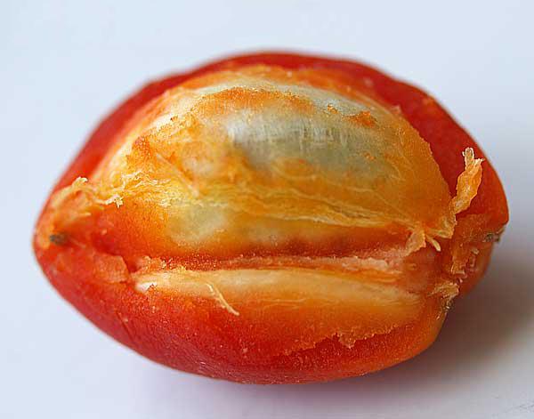 Peanut Butter Fruit (Bunchosia argentea)  