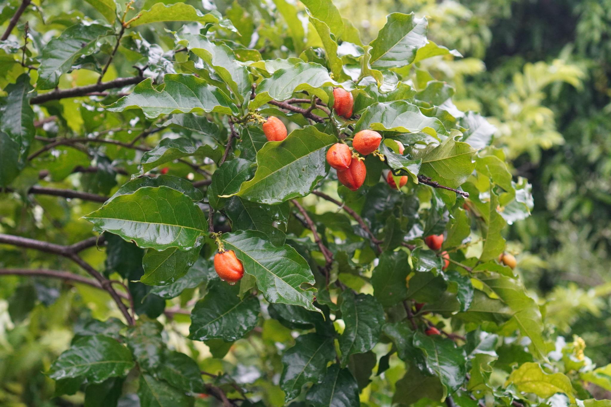 Peanut Butter Fruit (Bunchosia argentea)  