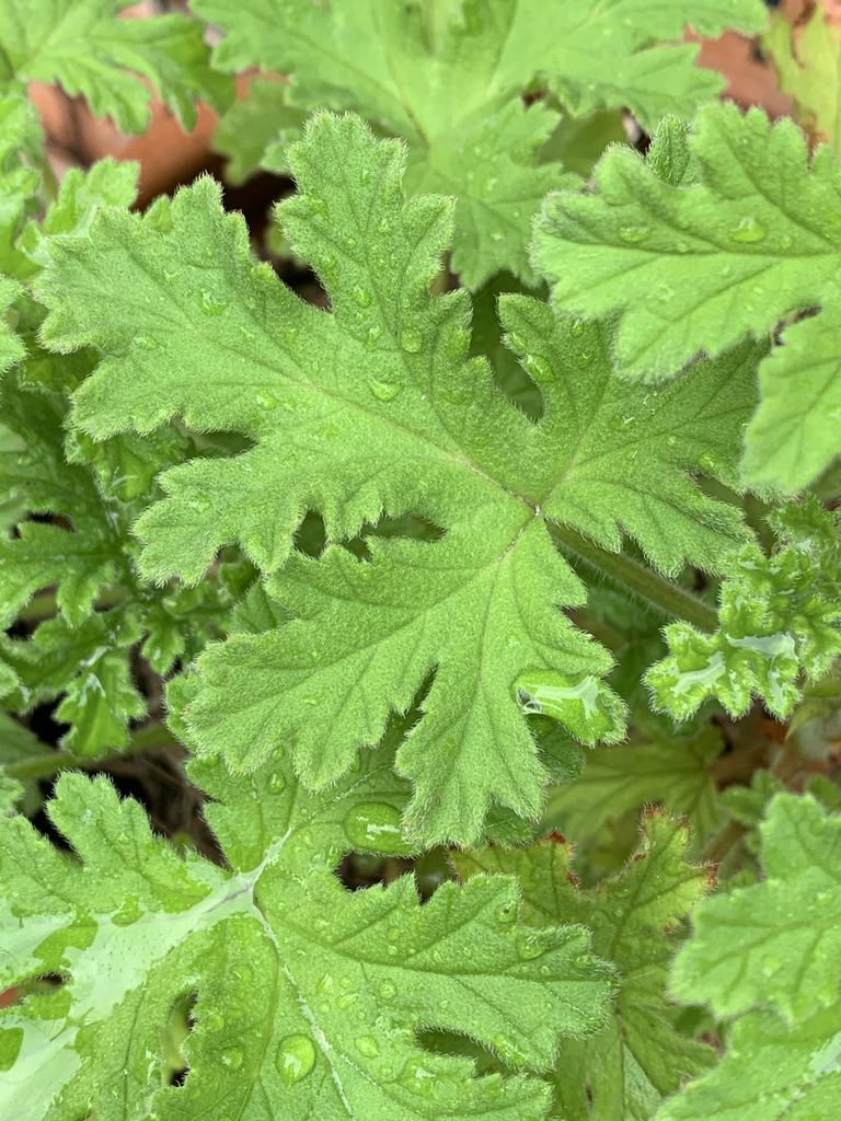 Rose-scented Geranium  (Paneer patre)