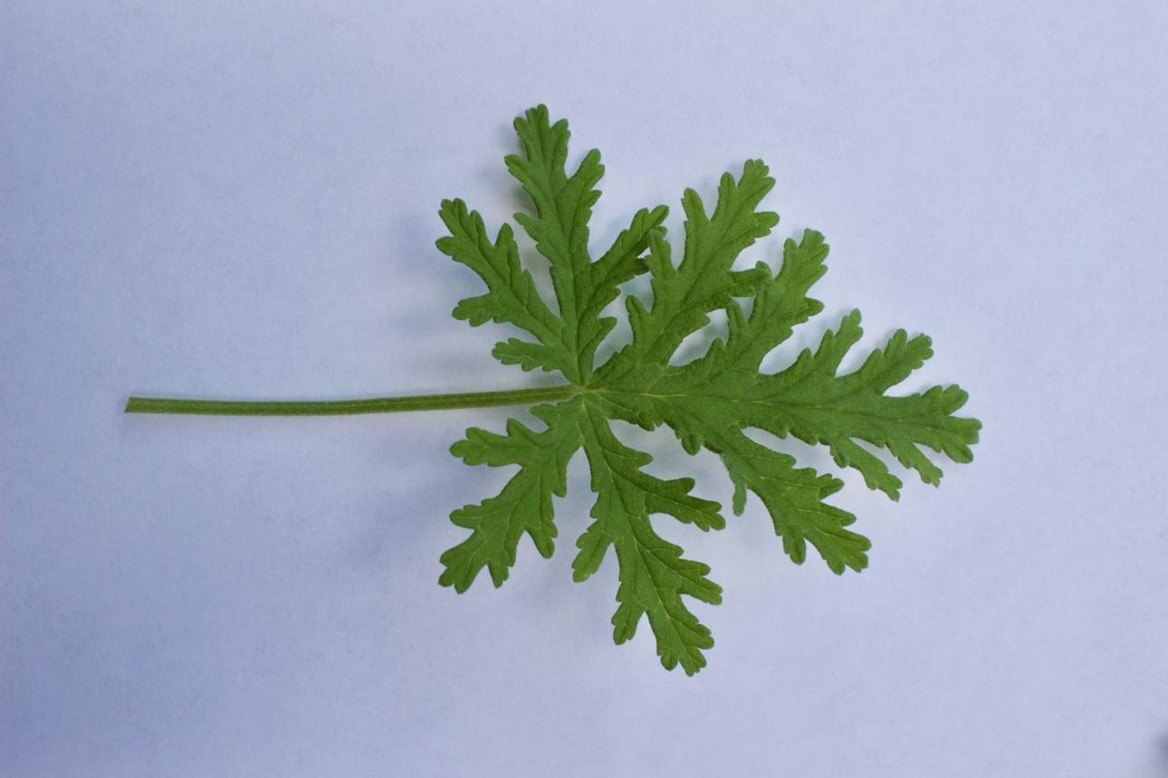 Rose-scented Geranium  (Paneer patre)