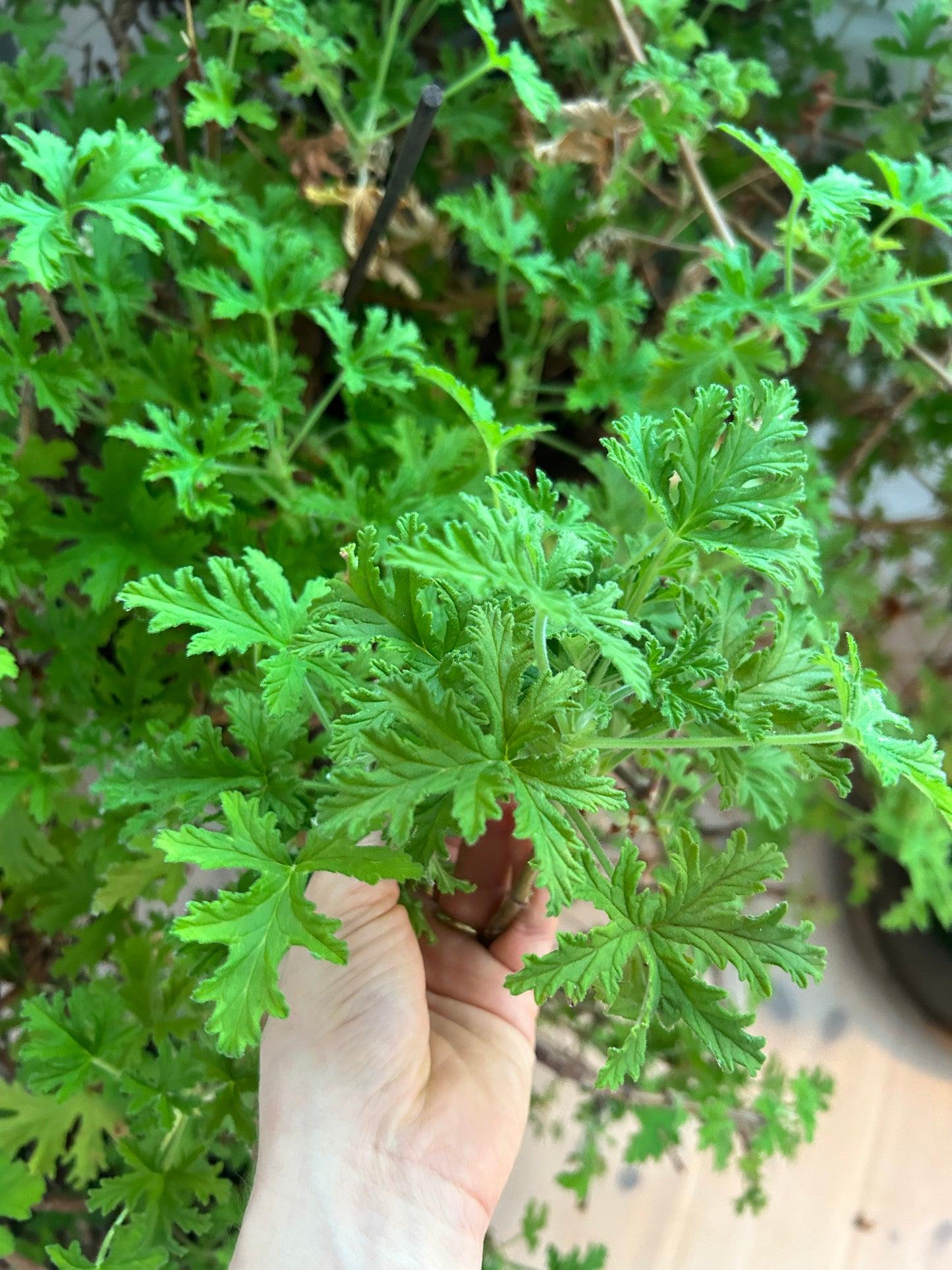 Rose-scented Geranium  (Paneer patre)