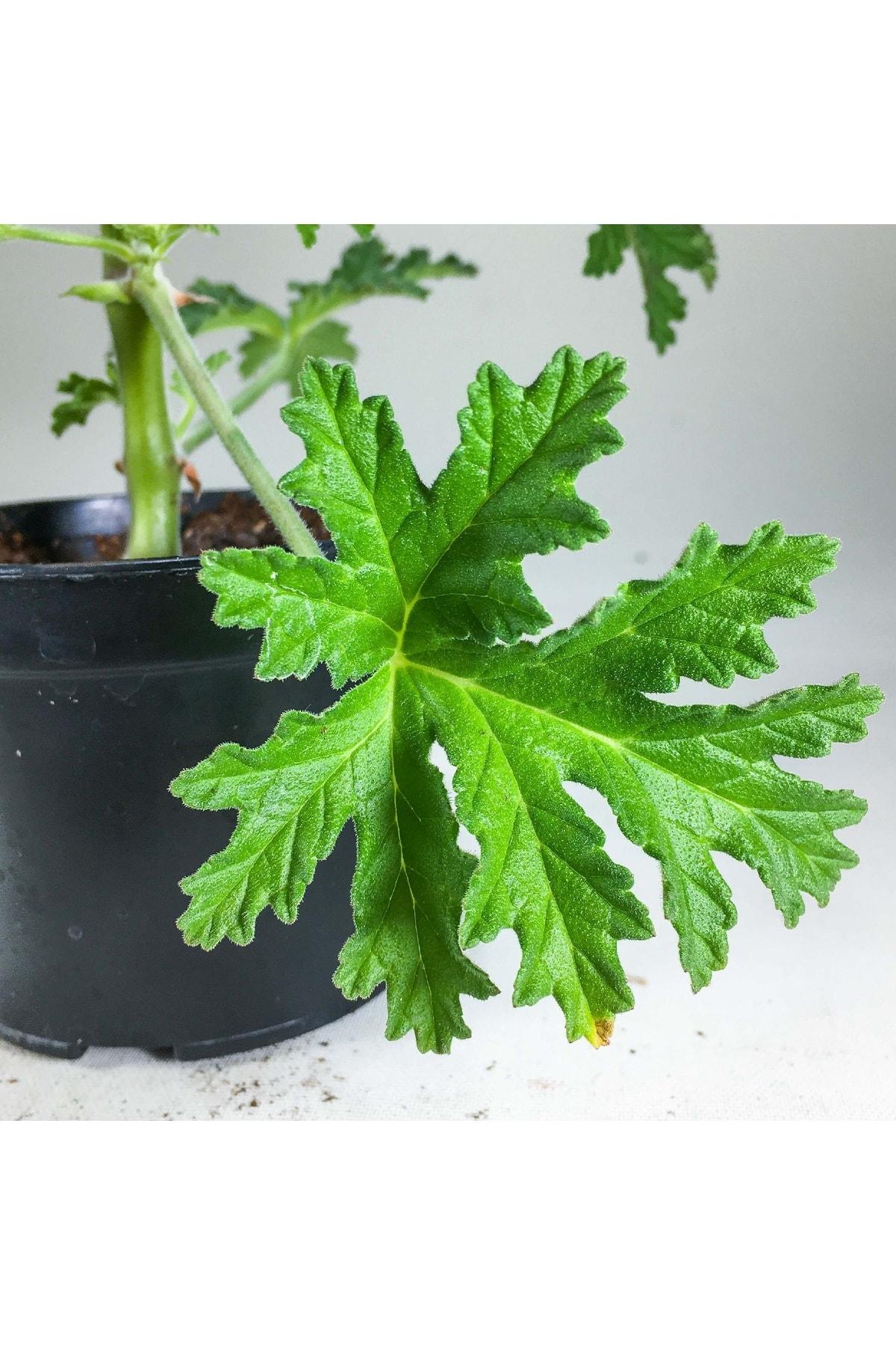 Rose-scented Geranium  (Paneer patre)