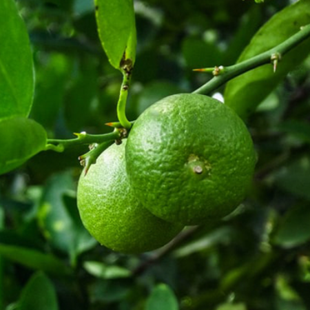 Lime(250g)