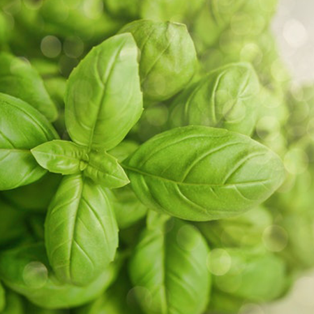 Basil(1 Pack)