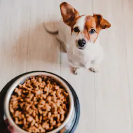 Dog Food
