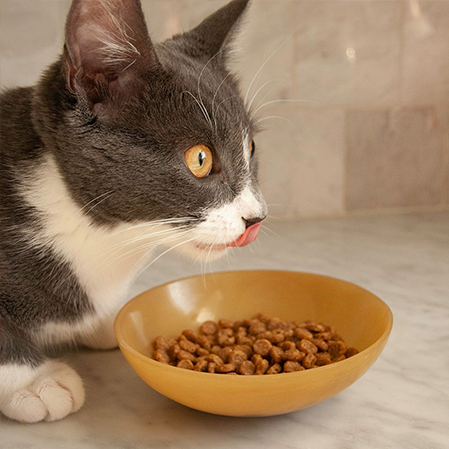 Cat food