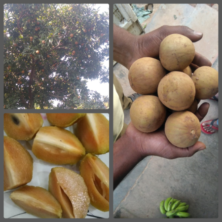 Kalipatti Sapota (Hampi)