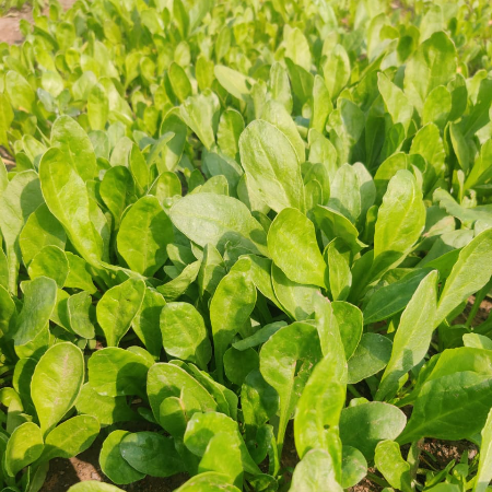 Baby Spinach