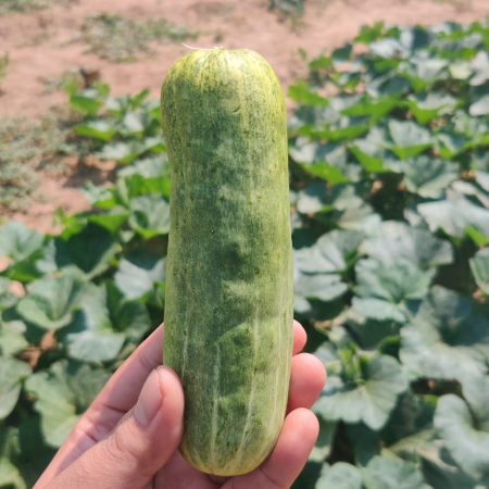 Cucumber Desi Kheera