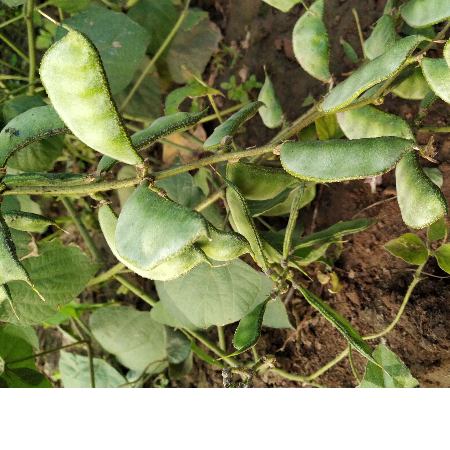 Sem Phali Broad Beans