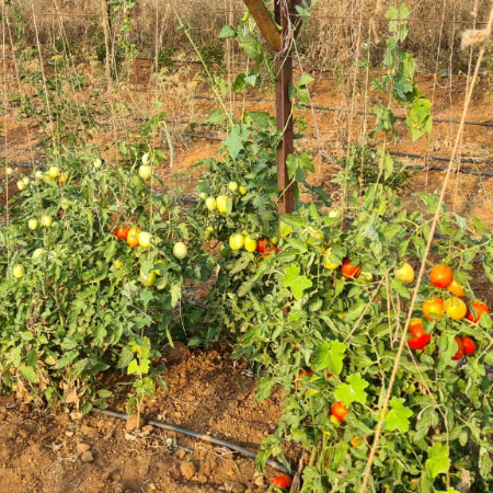 Tomatoes - Local And Hybrid (naturally Grown)