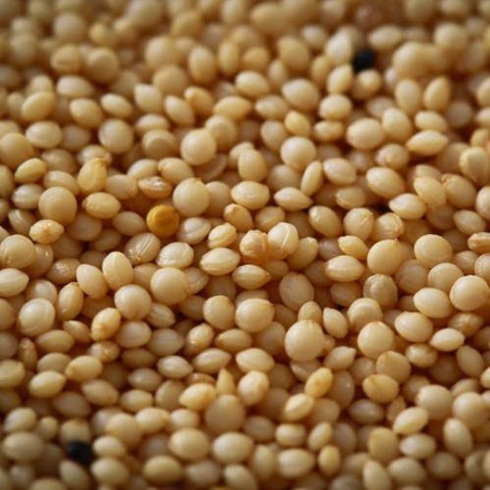 Grains & Seeds