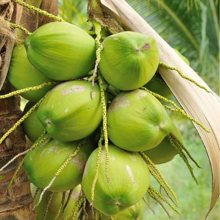 Coconuts