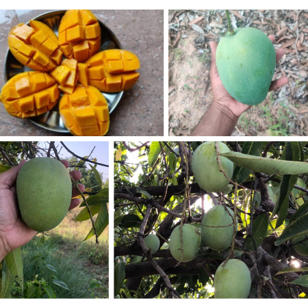 Mango