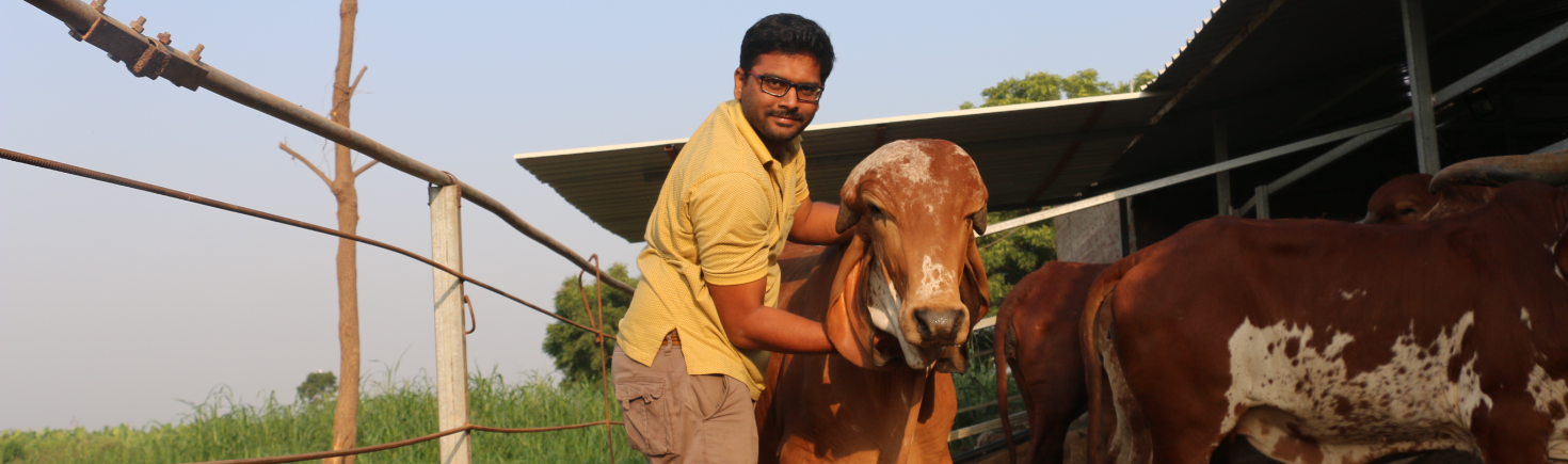 With Cow