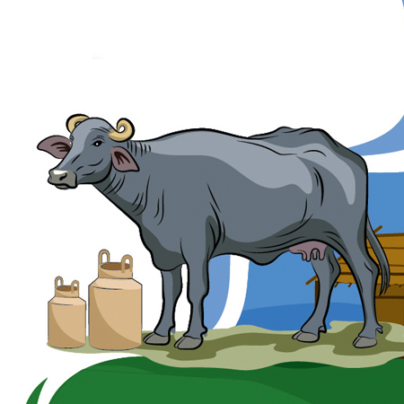A2 Buffalo Milk & Products