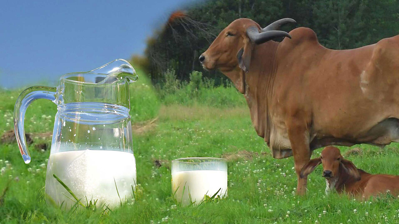 Fresh Cow Milk