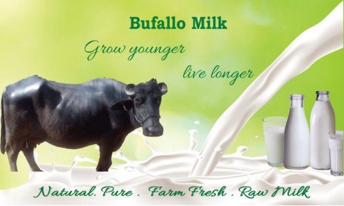 Fresh Buffalo Milk