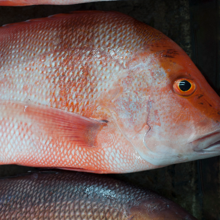 Whole Fish