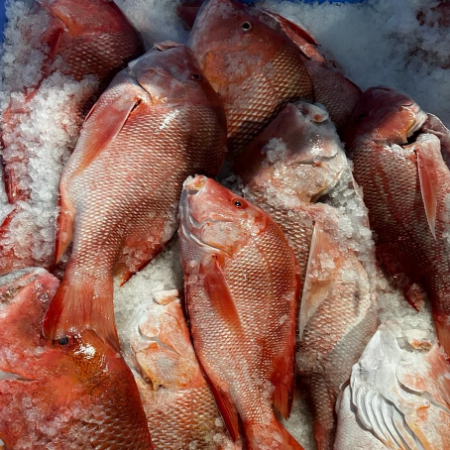 Fresh Fish