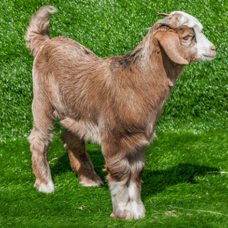 تيس باكستانى