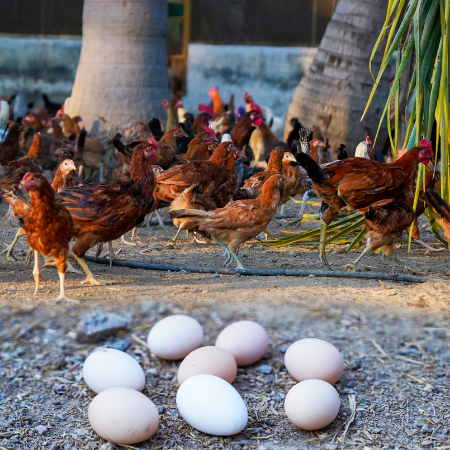 Country Eggs and Meat