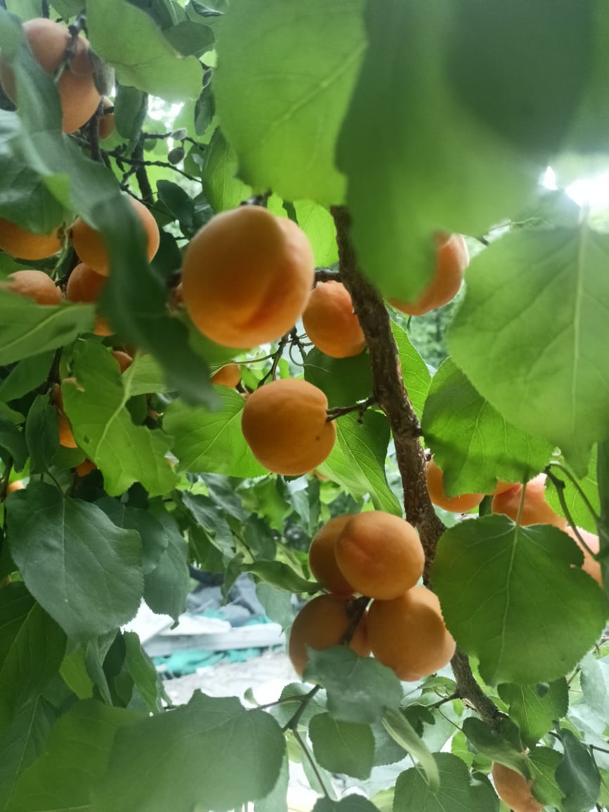 apricot